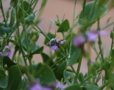 Abeille bleue des Tassilis.JPG